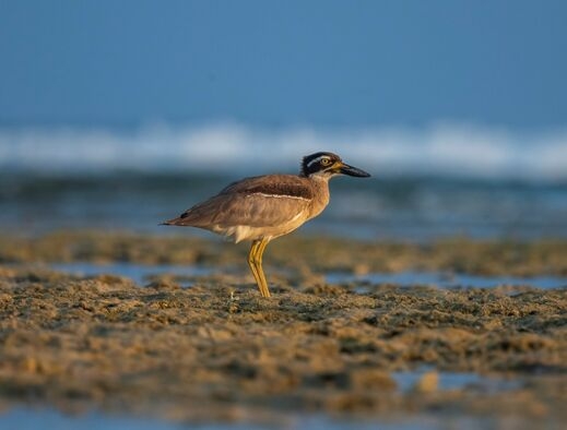 Beach Thick-knee at little andaman shores