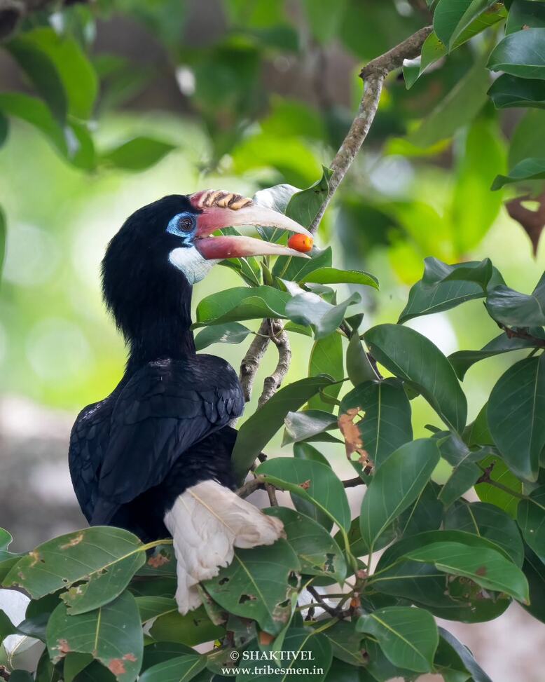 Narcondam Hornbill - Birdwatching-Narcondam Island
