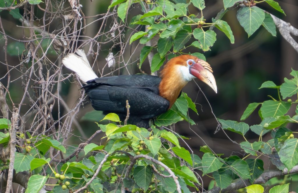 Narcondam hornbill feeding on berry at narcondam islands during triibesmen birding tour