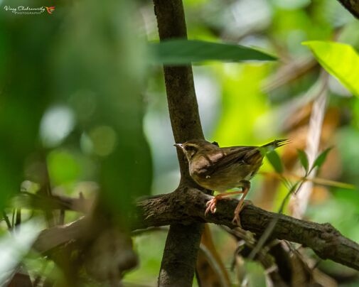 pale-footed bush warbler (andaman) photographed with shakti