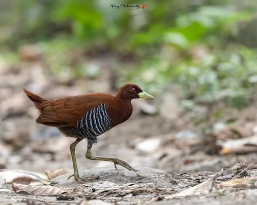 andaman crake at kalatang while birding with shakti