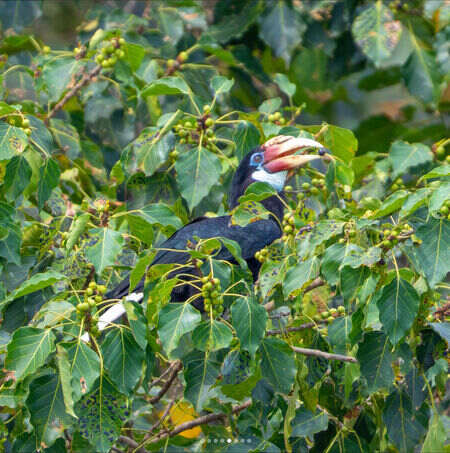 Narcondam_Hornbill_Female_feeding_on_fig