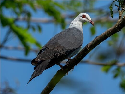 andaman_wood-pigeon_photographed_with_tribesmen_birding