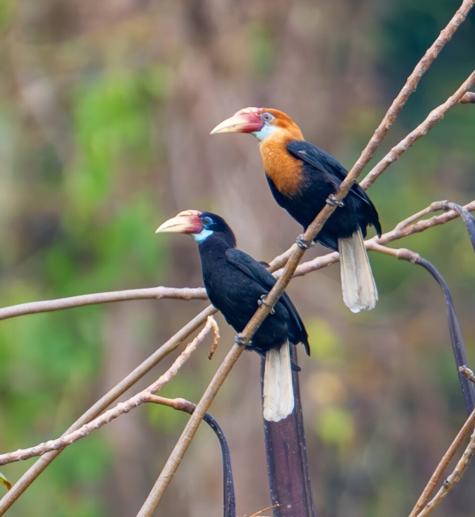 narcondam hornbill pair
