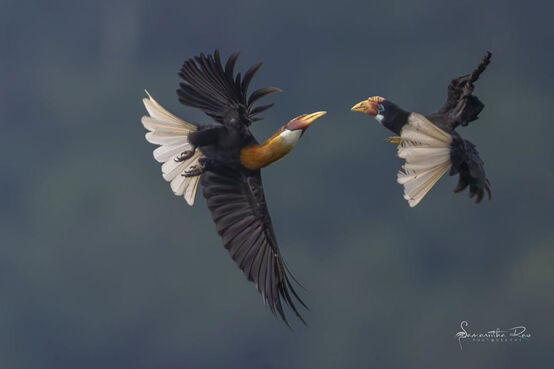 narcondam_hornbill courtship display