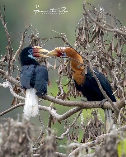 narcondam_hornbill courtship