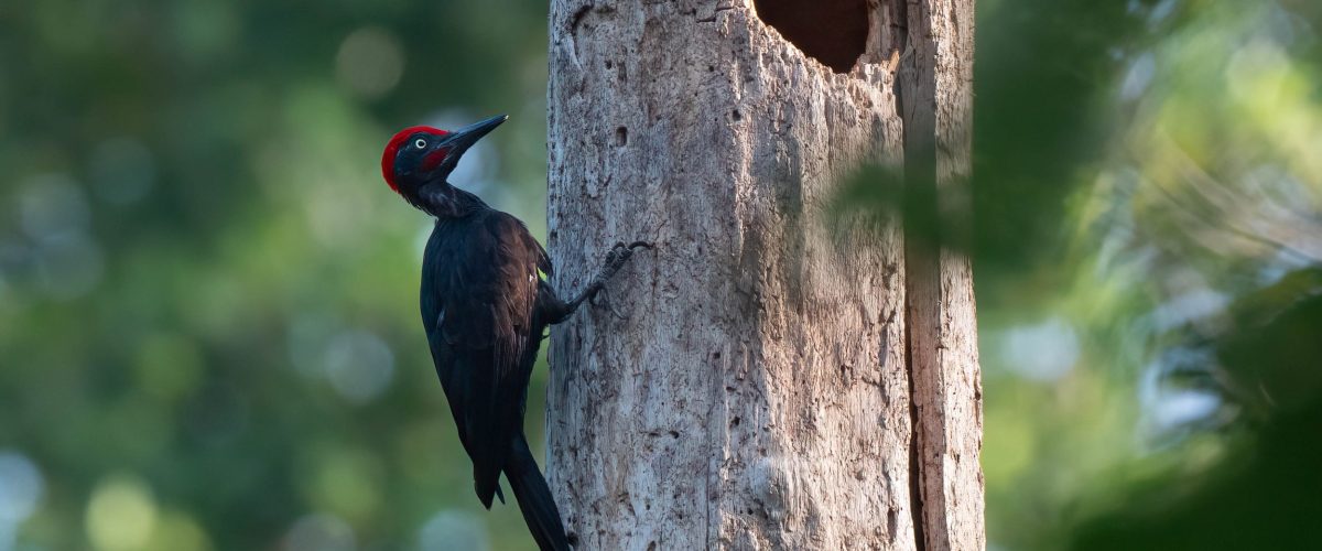 birding in andaman