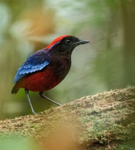 Garnet_Pitta_-_Wilbur_optimized_100